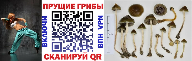 наркошоп  кракен зеркало  Псилоцибиновые грибы Cubensis  Электрогорск 